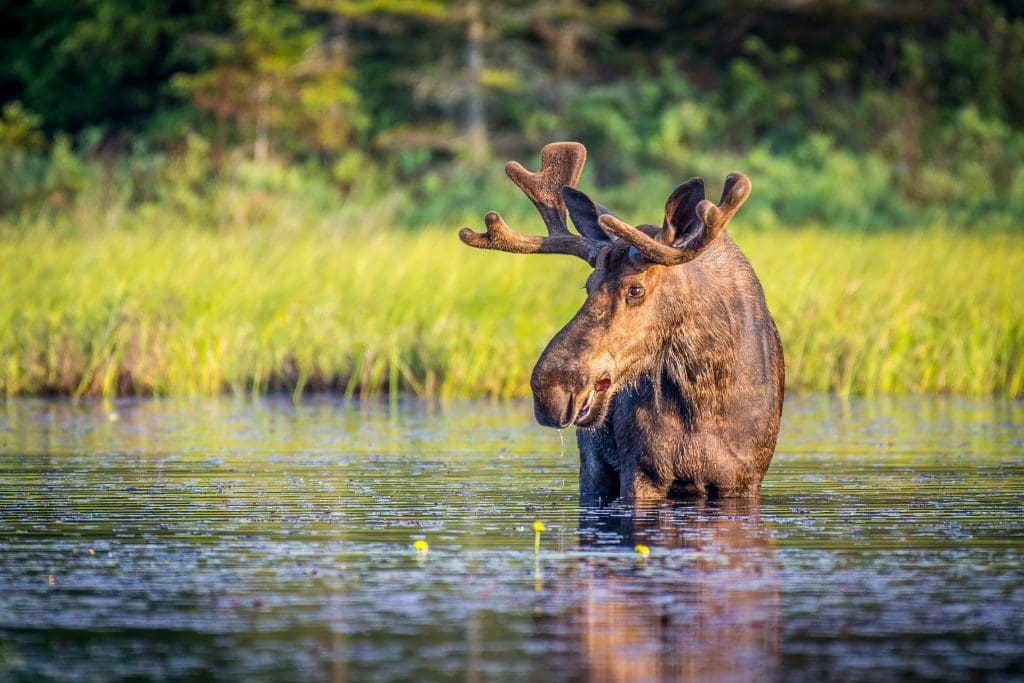 Algonquin Provincial Park